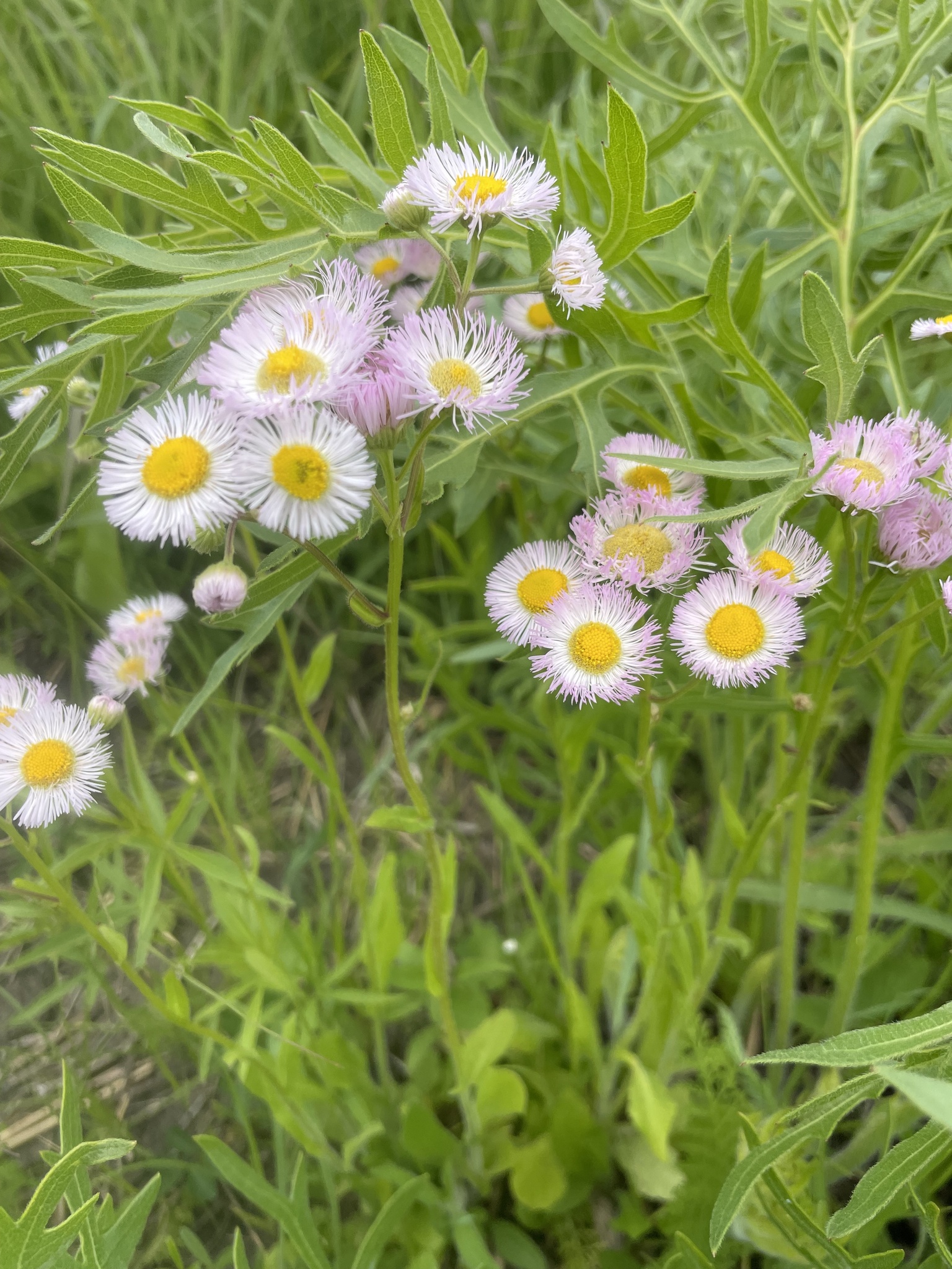 Erigeron philadelphicus