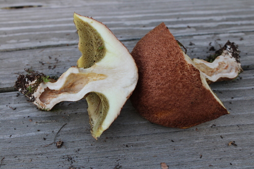 Hollow Bolete