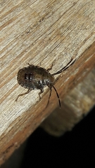 Discocephalinae