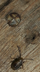 Discocephalinae