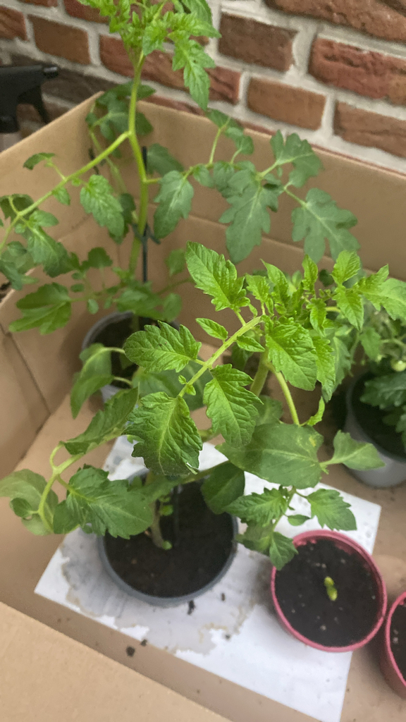 Solanum lycopersicum