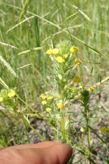 Castilleja rubicundula lithospermoides