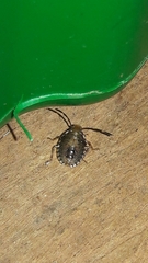 Discocephalinae
