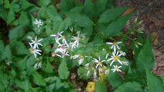 Eurybia chlorolepis