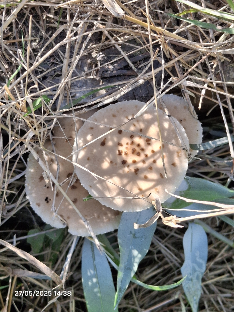 Oudemansiella cubensis · May 2025 · photo: © giovanna_roque (iNaturalist, cc-by-nc)