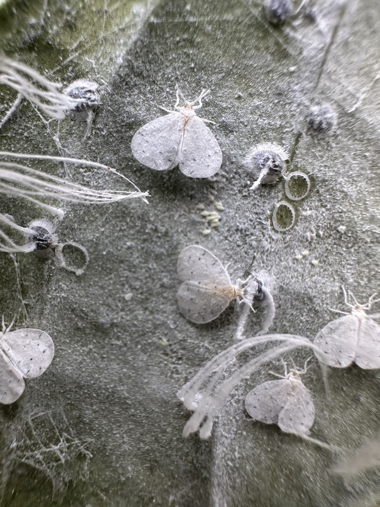 Aleyrodidae