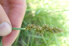 Carex densa