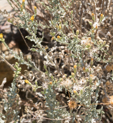 Heterotheca sessiliflora