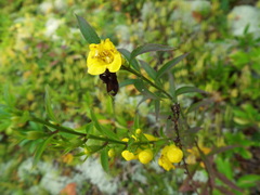 Aureolaria levigata