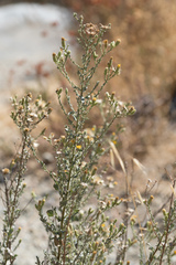 Heterotheca sessiliflora