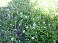 Plagiobothrys bracteatus