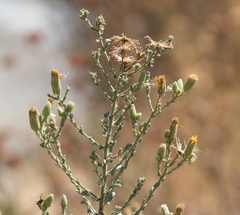 Heterotheca sessiliflora