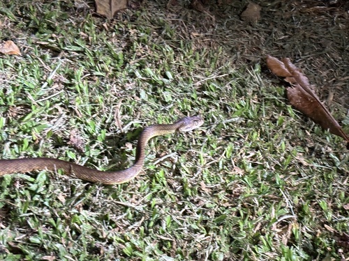 Brown Tree Snake sighting