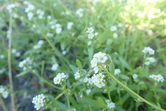 Plagiobothrys bracteatus