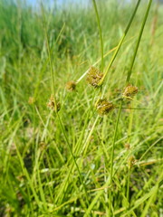 Carex athrostachya