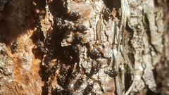 Cerastipsocus trifasciatus