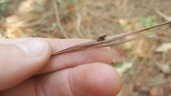 Cerastipsocus trifasciatus