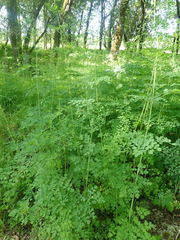 Thalictrum fendleri polycarpum