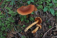 Cortinarius rubellus