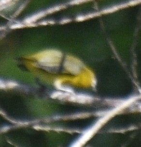 White-lored Euphonia (Euphonia chrysopasta), photo 4