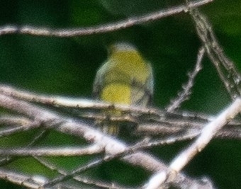 White-lored Euphonia (Euphonia chrysopasta), photo 5