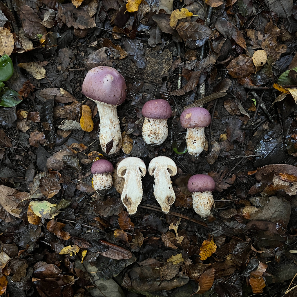 Cortinarius lebre · May 2025 · photo: © cristianriquelme (iNaturalist, cc-by)