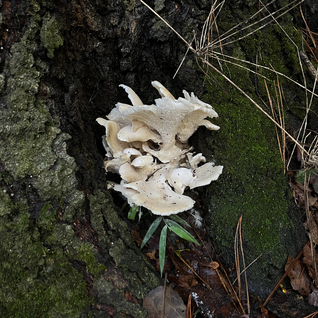 Grifola gargal · May 2025 · photo: © cristianriquelme (iNaturalist, cc-by)