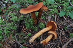 Cortinarius rubellus