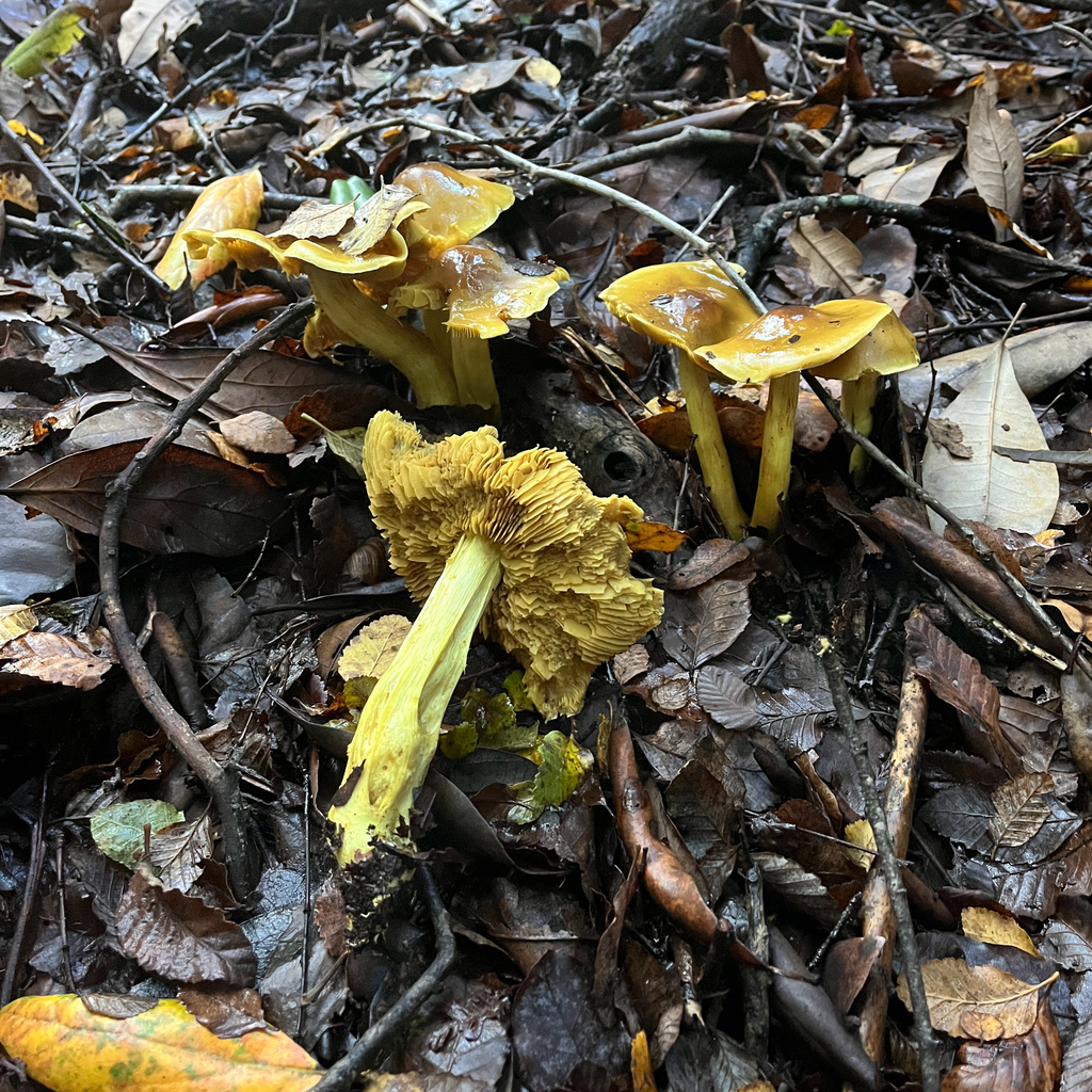 Cortinarius nahuelbutensis · May 2025 · photo: © cristianriquelme (iNaturalist, cc-by)