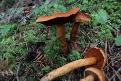 Cortinarius rubellus