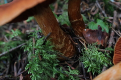 Cortinarius rubellus