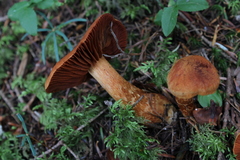 Cortinarius rubellus