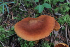 Cortinarius rubellus
