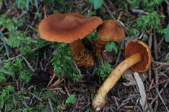 Cortinarius rubellus