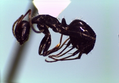 Camponotus andrei
