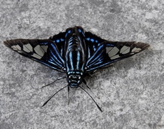 Phocides belus