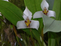 Maxillaria grandiflora