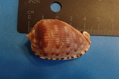 Cypraecassis testiculus