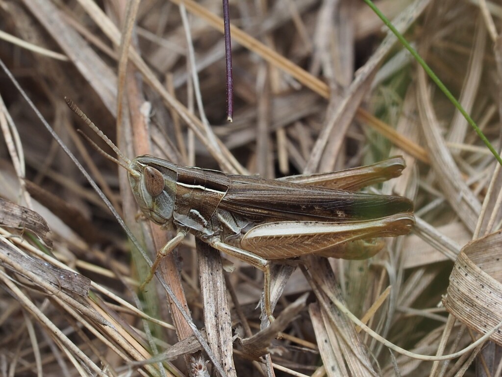 Velvet-striped Grasshopper