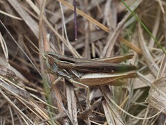 Velvet-striped Grasshopper