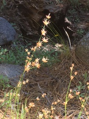 Juncus longistylis