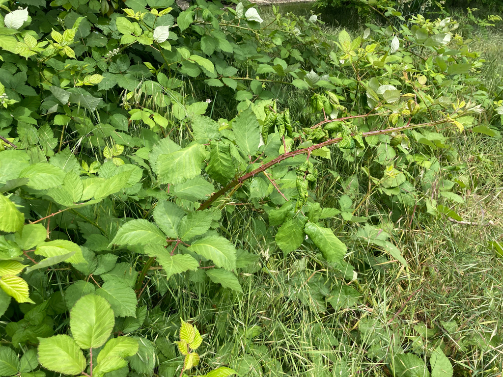 Rubus fruticosus