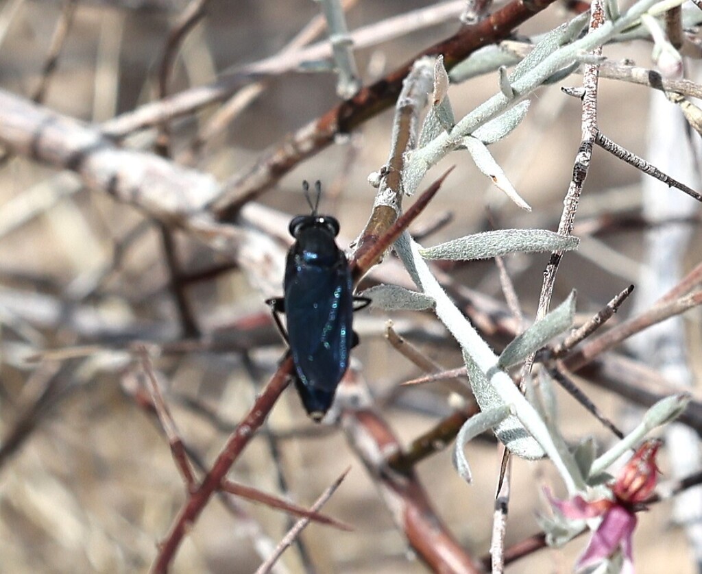 Messiasia californica