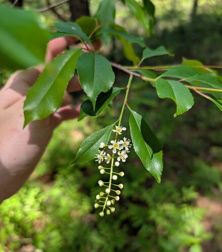 Prunus serotina