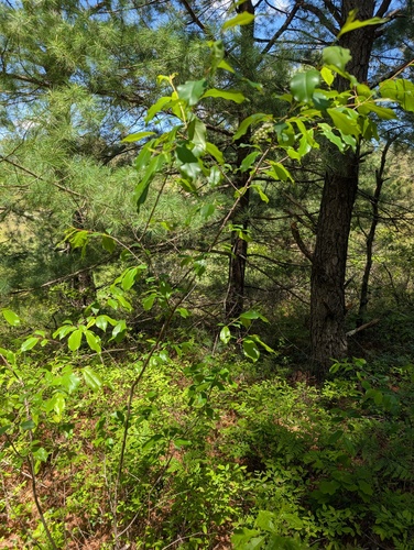 Prunus serotina