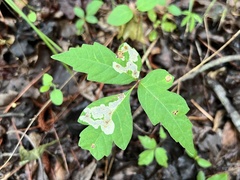Cameraria guttifinitella