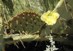Opuntia cyclodes