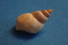 Littoraria pintado