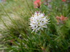 Triantha occidentalis