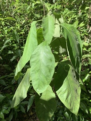 Solanum erianthum